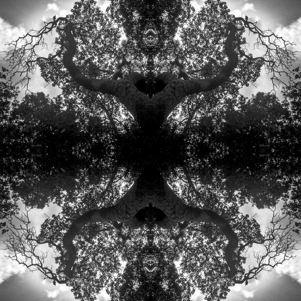 Matt Ball Photo - Branching Out