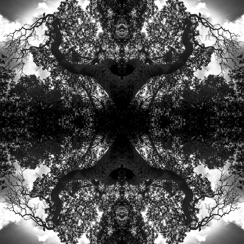 Matt Ball Photo - Branching Out