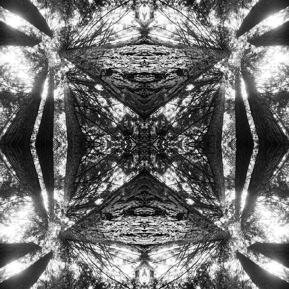 Matt Ball Photo - Treevergence